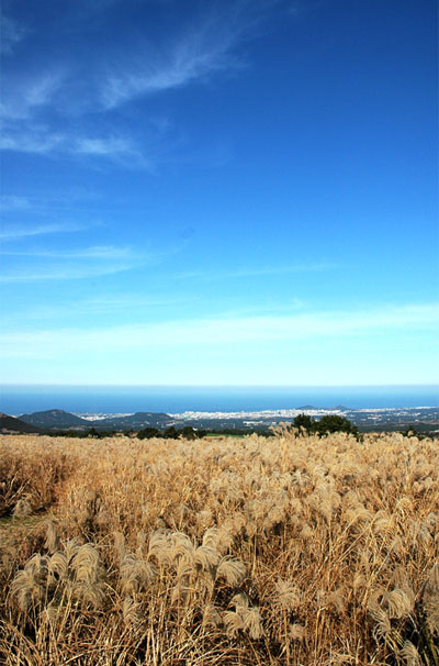 산굼부리 억새꽃 